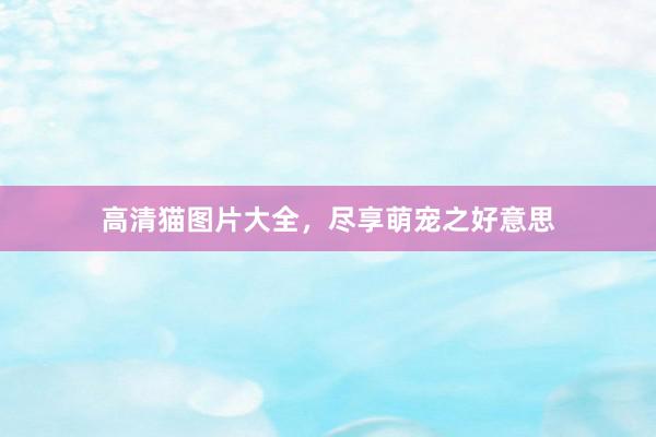 高清猫图片大全，尽享萌宠之好意思
